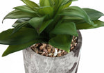 7" Succulent Plant with 4" Marble-look Pot - Green - Set of Two