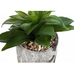 7" Succulent Plant With 4" Marble-look Pot - Green - Set of Two