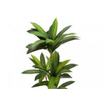 51" Dracaena Plant With 5" Black Pot - Green