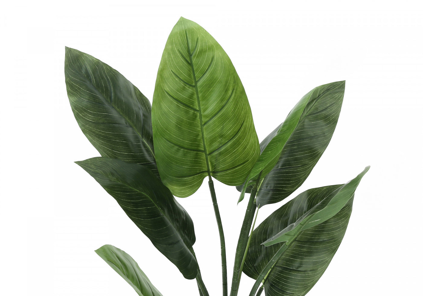 37" Aureum Plant With 5" Black Pot - Green