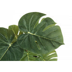 13" Monstera and Calathea Plants With 4" Black Pot - Green - Set of Two