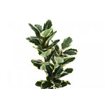 47" Oak Tree With 5" Black Pot - Green