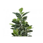 52" Rubber Tree With 5" Black Pot - Green/White