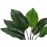17" Aureum Plant With 5" White Pot - Green