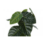 24" Alocasia Plant With 5" Black Pot - Green