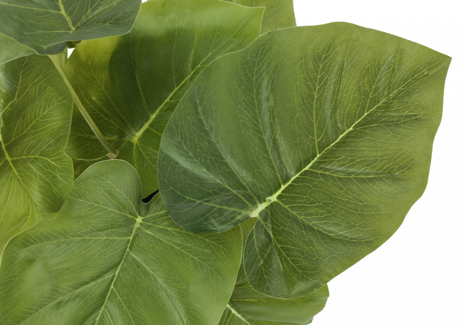 13" Epipremnum Plant With 4" Black Pot - Green - Set Of Two