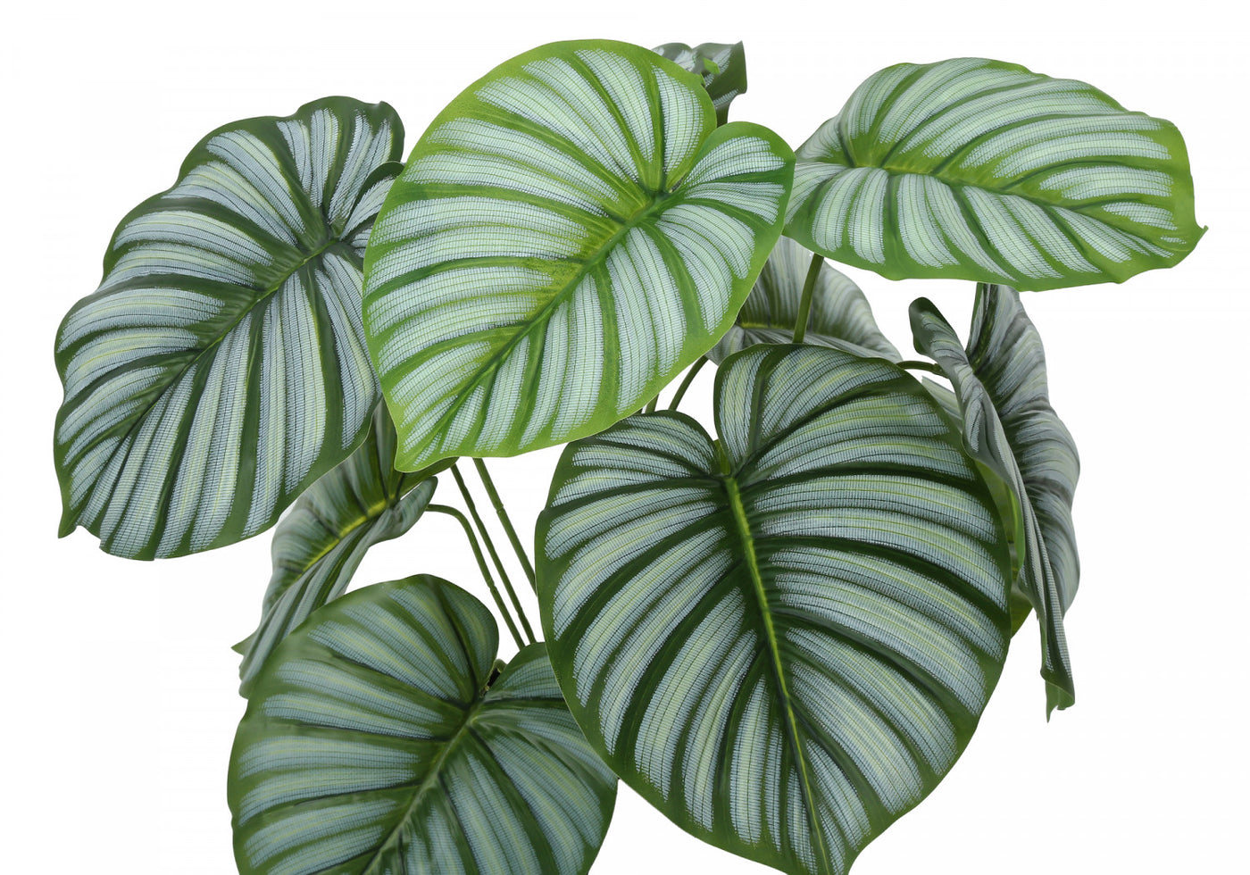 24" Calathea Plant With 5" Black Pot - Green