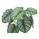 24" Calathea Plant With 5" Black Pot - Green