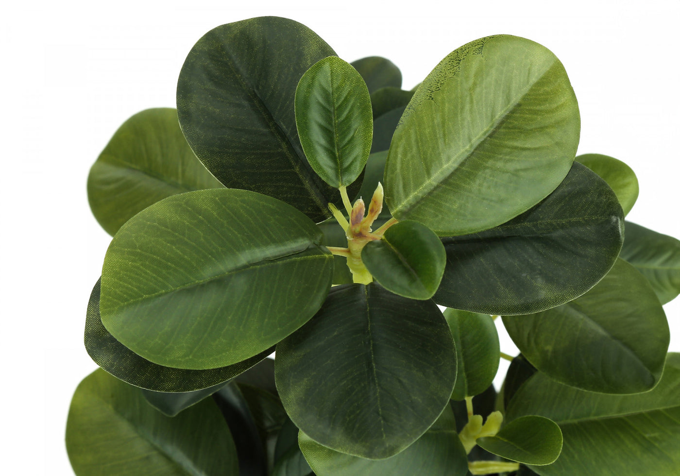 14" Ficus Elastica Plant With 4" Black Pot - Green - Set of Two