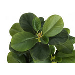 14" Ficus Elastica Plant With 4" Black Pot - Green - Set of Two
