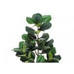 49" Fiddle Tree With 5" Black Pot - Green