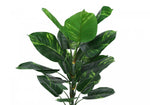 54" Dieffenbachia Tree With 6" Black Pot - Green
