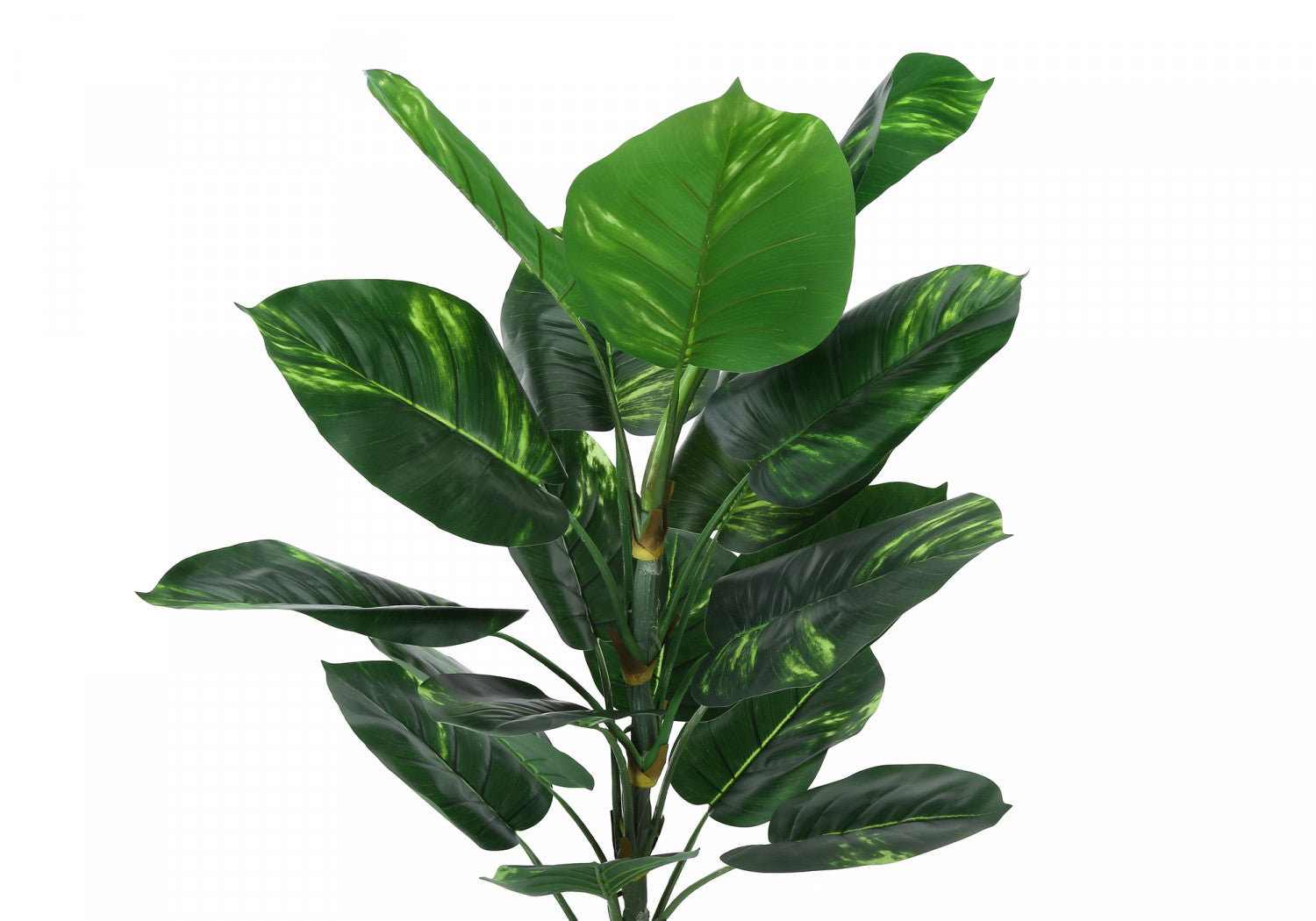 54" Dieffenbachia Tree With 6" Black Pot - Green