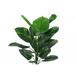 54" Dieffenbachia Tree With 6" Black Pot - Green