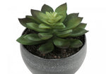 6" Succulent Plant with Grey Pot - Green - Set of Three