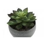 6" Succulent Plant With Grey Pot - Green - Set of Three