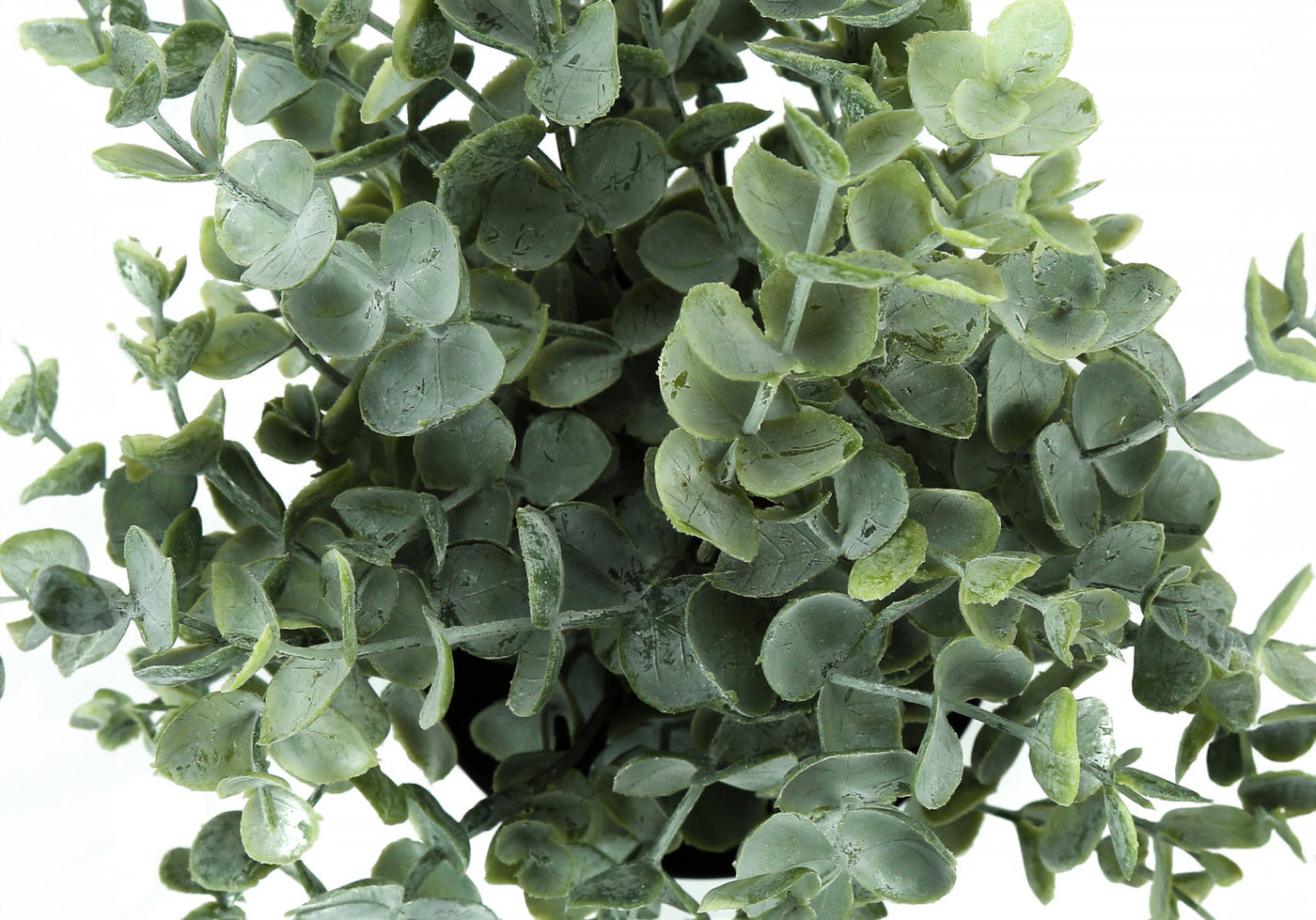 11" Eucalyptus Grass Plant With 5" Black Pot - Green - Set of Two