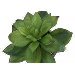 7" Succulent Plant With 4" Marble-look Pot - Green - Set of Two