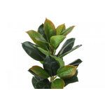 40" Rubber Tree With 5" Black Pot - Green