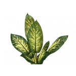 47" Evergreen Plant With 5" Black Pot - Green