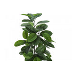 52" Rubber Tree With 5" Black Pot - Green