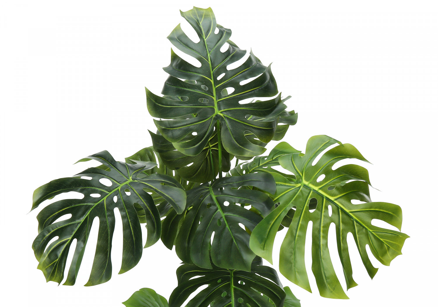 55" Monstera Plant With 6" Black Pot - Green