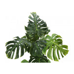 55" Monstera Plant With 6" Black Pot - Green