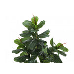 47" Fiddle Tree With 5" Black Pot - Green