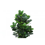 31" Garcinia Tree With 7" Marble-look Pot - Green