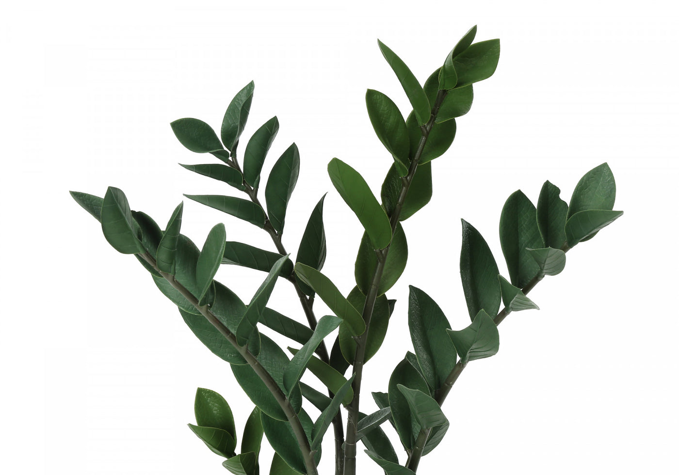 29" ZZ Plant With 6" Black Pot - Green