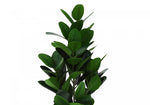 28" Garcinia Plant With 5" Black Pot - Green