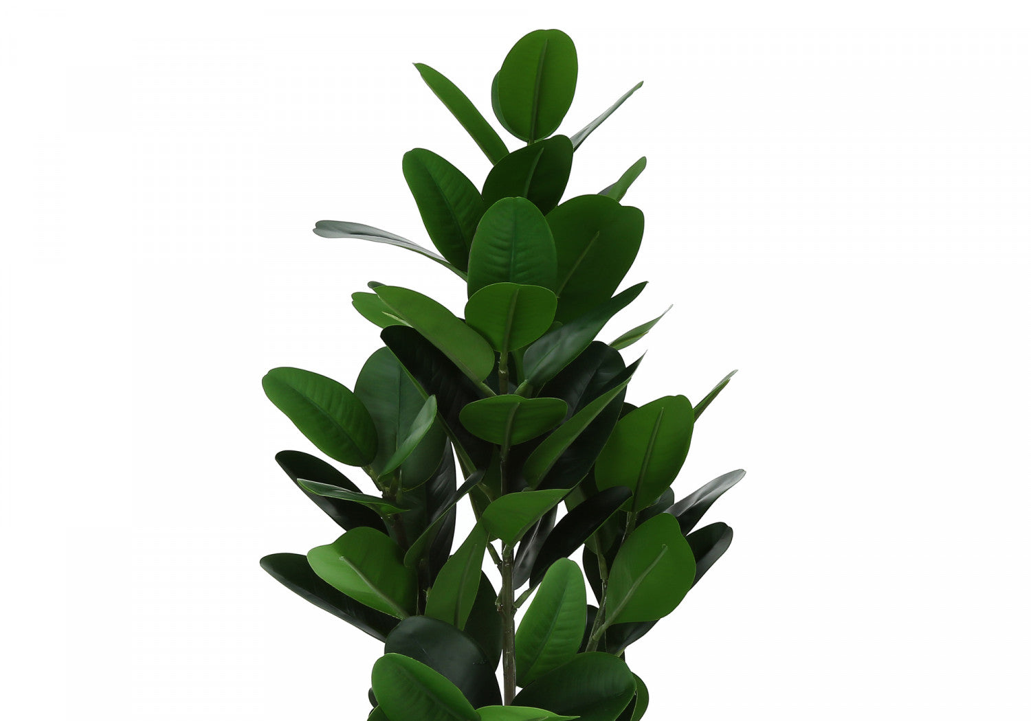28" Garcinia Plant With 5" Black Pot - Green