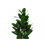 28" Garcinia Plant With 5" Black Pot - Green