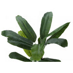 55" Banana Tree With 6" Black Pot - Green