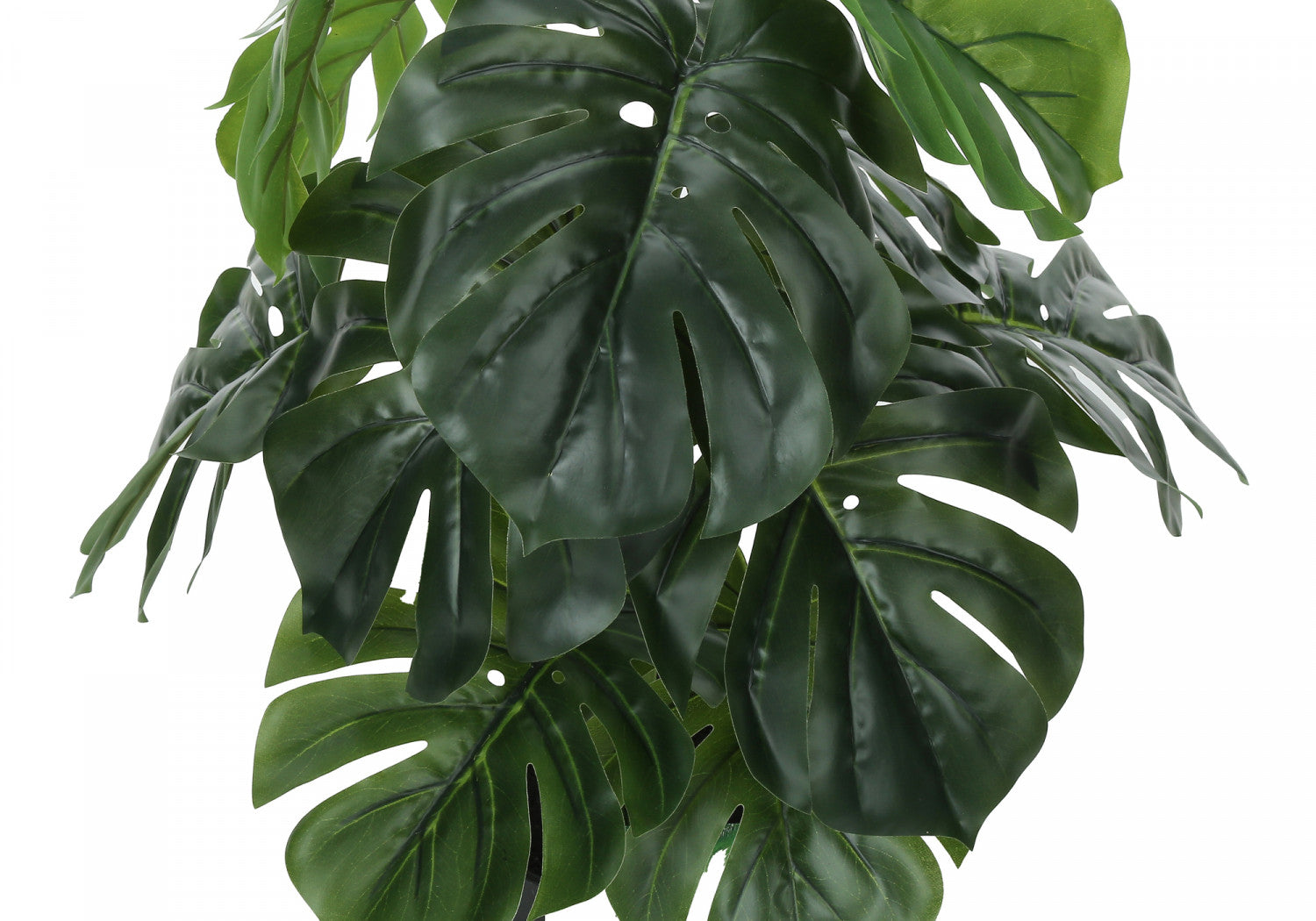 24" Monstera Plant With 5" Black Pot - Green