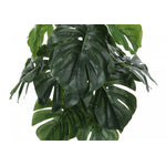 24" Monstera Plant With 5" Black Pot - Green