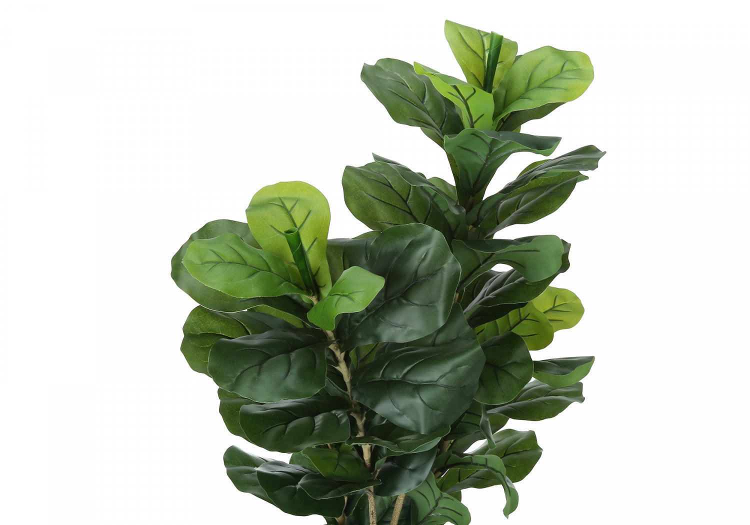 41" Fiddle Tree With 5" Black Pot - Green