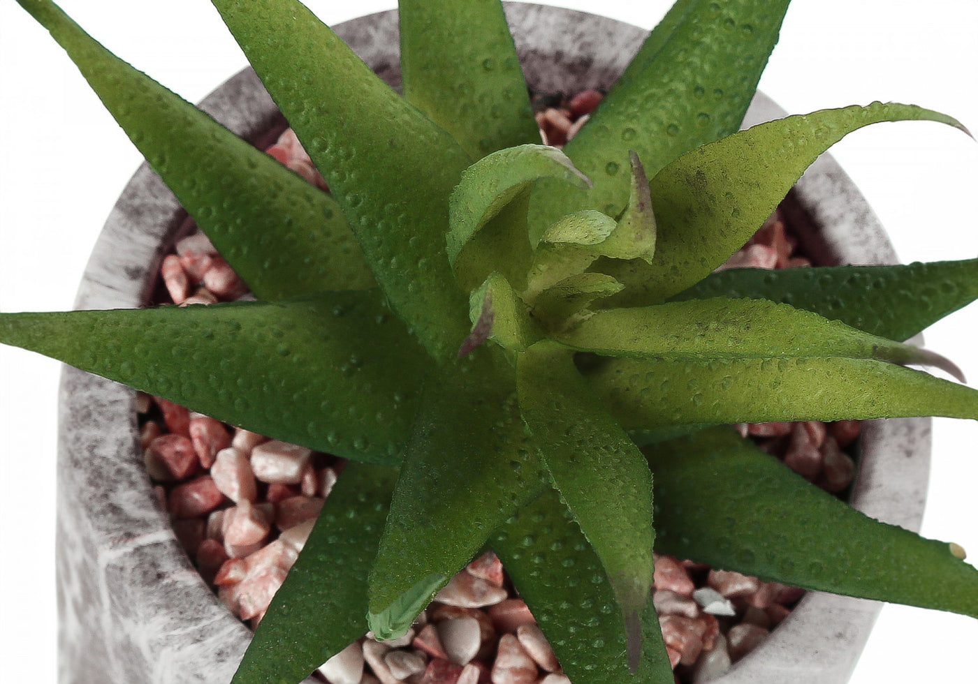 7" Succulent Plant With 4" Marble-look Pot - Green - Set of Two