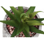 7" Succulent Plant With 4" Marble-look Pot - Green - Set of Two