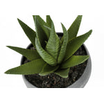 6" Succulent Plant With Grey Pot - Green - Set of Three