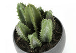 6" Succulent Plant with Grey Pot - Green - Set of Three