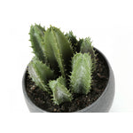 6" Succulent Plant With Grey Pot - Green - Set of Three
