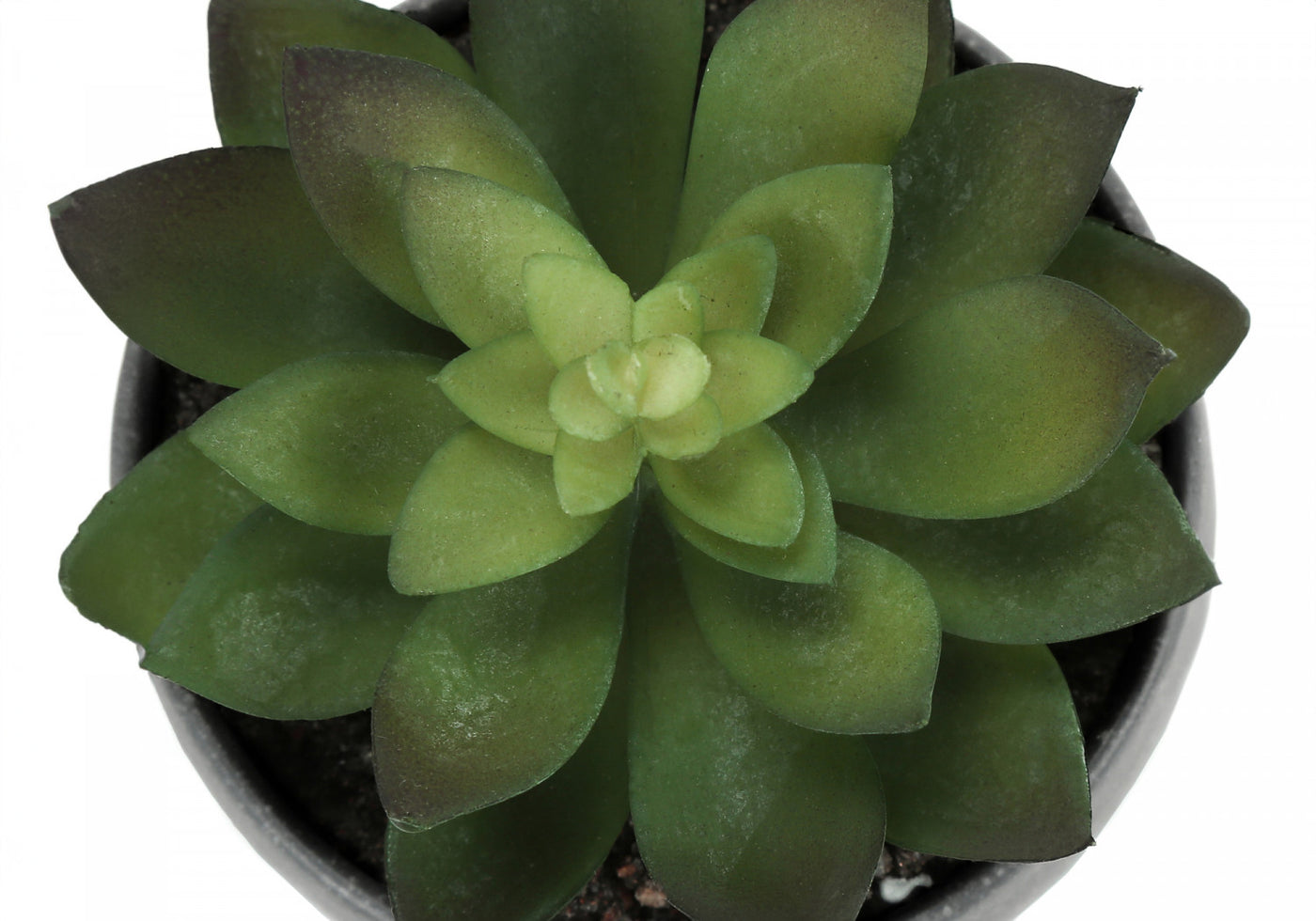 6" Succulent Plant With Grey Pot - Green - Set of Three