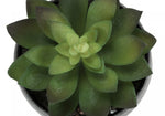 6" Succulent Plant with Grey Pot - Green - Set of Three