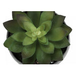 6" Succulent Plant With Grey Pot - Green - Set of Three