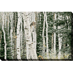 Birch Beauty Wall Art - Green/White - 45 X 30