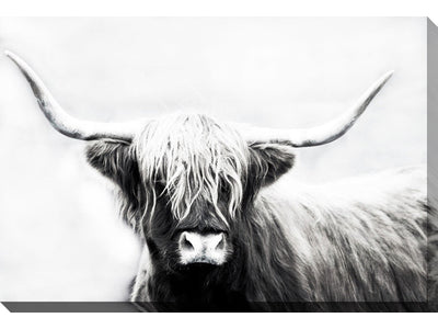 Perfect Highland Headshot II Canvas Wall Art - 30 X 45