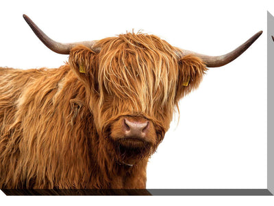 Senor Highlander Canvas Wall Art - 30 x 45