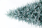 Utrecht 4 Ft Frosted Colorado ICY-Blue Pine Christmas Tree Pre-lit with LED Lights - Warm White