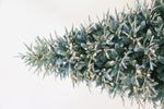Utrecht 4 Ft Frosted Colorado ICY-Blue Pine Christmas Tree Pre-lit with LED Lights - Warm White